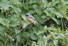 Redstart
