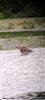 Black-tailed Godwit