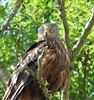 Red Kite