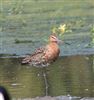 Black-tailed Godwit