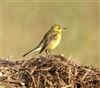 Yellow Wagtail