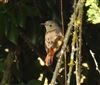 Redstart
