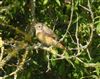 Redstart