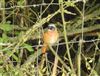 Redstart