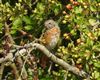Redstart