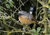 Redstart