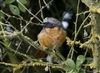 Redstart