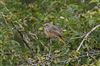 Redstart