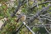 Redstart