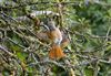 Redstart