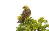 Yellowhammer