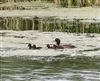 Tufted Duck