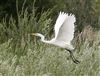 Great White Egret