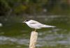 Common Tern