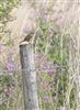 Redstart