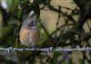 Redstart