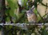 Redstart