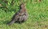 Blackbird