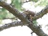 Common Crossbill