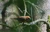 Common Crossbill
