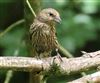Common Crossbill