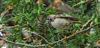 Goldcrest