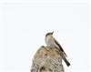 Spotted Flycatcher