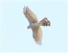 Sparrowhawk