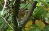 Wren
