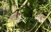Blackcap