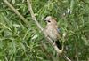 Jay