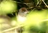 Blackcap