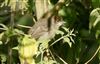 Blackcap