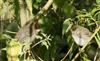 Blackcap