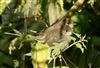 Blackcap