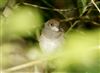 Blackcap