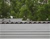 Lesser Black-backed Gull