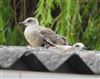 Lesser Black-backed Gull