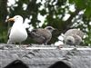 Lesser Black-backed Gull