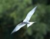Common Tern