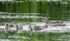 Gadwall