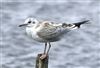 Black-headed Gull
