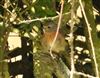 Redstart