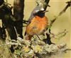 Redstart