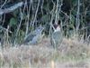 Green Woodpecker