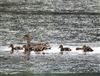 Gadwall