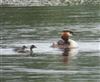 Great Crested Grebe