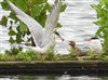 Common Tern
