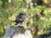 Little Owl