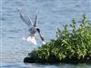 Common Tern